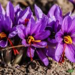 Saffron used in La Salsamenta Paella Experienc