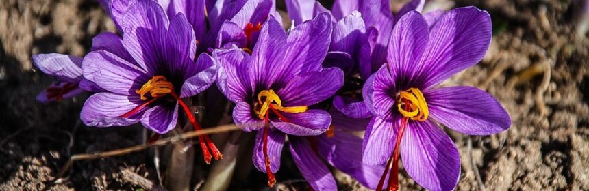 Saffron used in La Salsamenta Paella Experienc